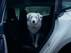 Best Tesla Model Y Dog Seat Cover in 2024